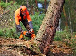 Best Stump Grinding and Removal  in Hialeah Gardens, FL