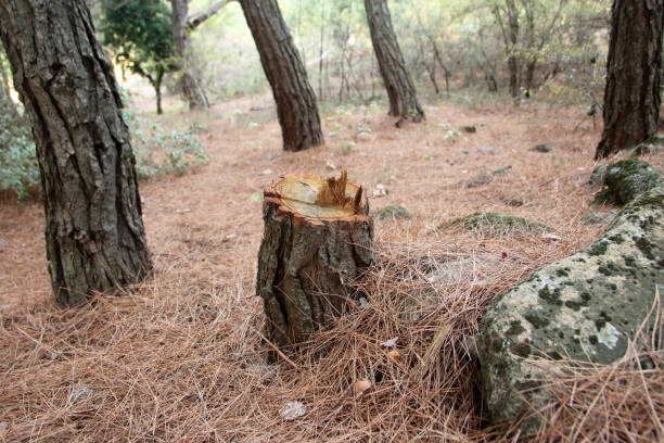 How Our Tree Care Process Works  in  Hialeah Gardens, FL