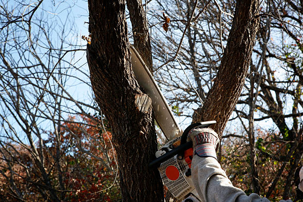 Best Hedge Trimming  in Hialeah Gardens, FL
